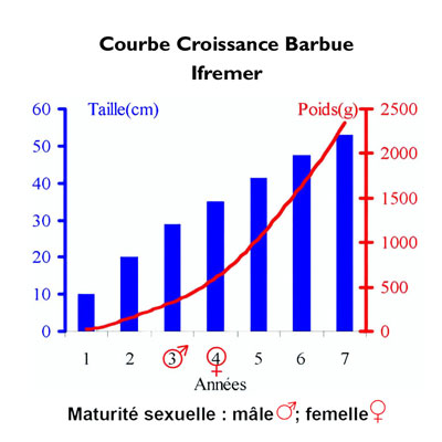Croissance Barbue