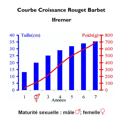 Croissance Rouget Barbet