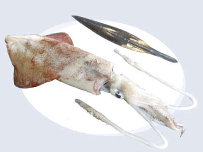 Nettoyer calamar 3