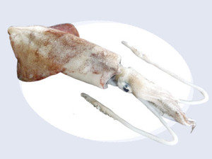Nettoyer calamar 1