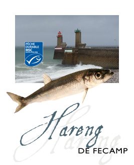 Affiche Hareng Fécamp