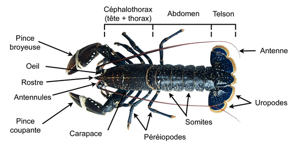 Anatomie Homard