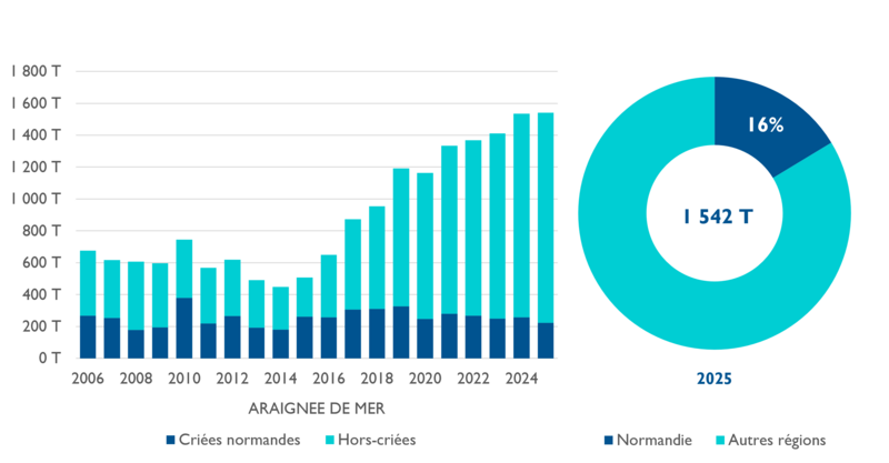 Araignée de mer MAJ2026CN