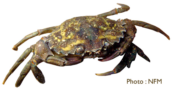 Crabe vert Carcinus maenas