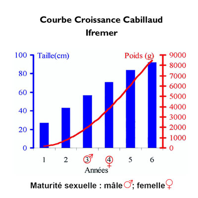 Croissance Cabillaud