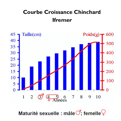 Croissance Chinchard