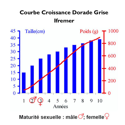 Croissance Dorade grise