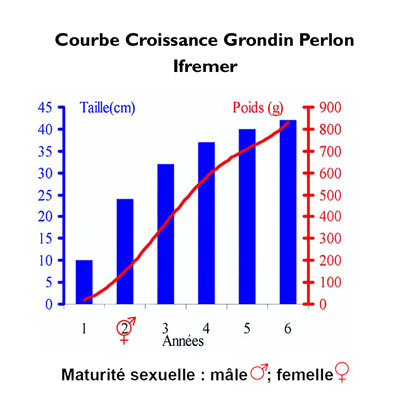 Croissance Grondin perlon