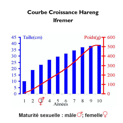 Croissance Hareng