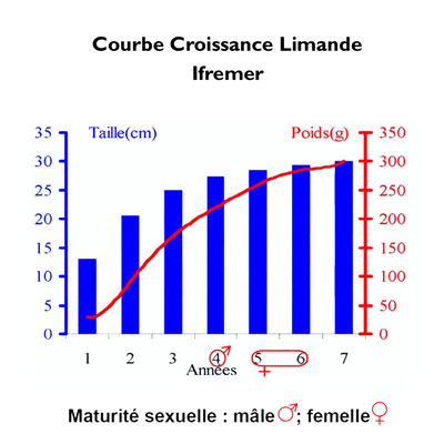 Croissance Limande