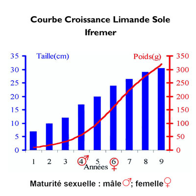 Croissance Limande sole