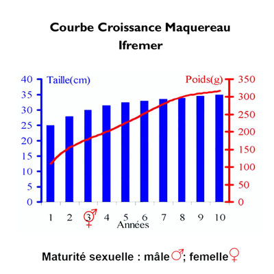 Croissance Maquereau