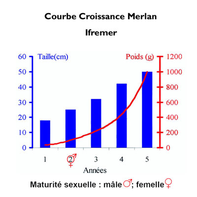 Croissance Merlan