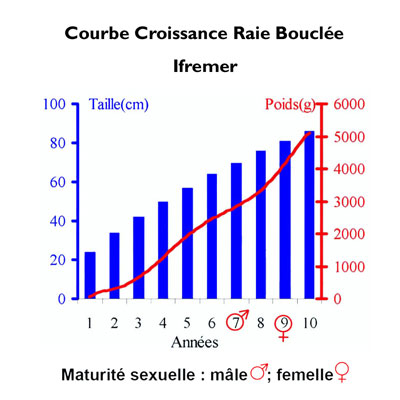 Croissance Raie bouclee