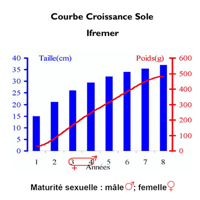 Croissance Sole