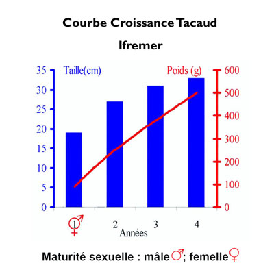 Croissance Tacaud
