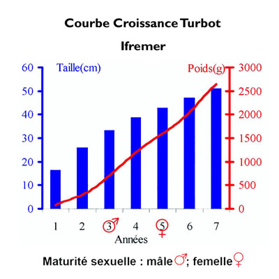 Croissance Turbot