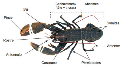 Descriptif Crustacés