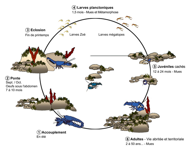 Cycle reproduction homard