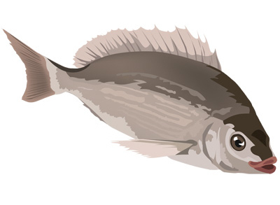 Dessin dorade