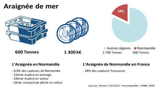 FD Araignée de mer