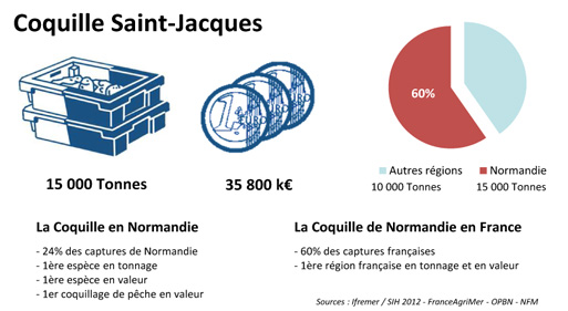 FD Coquille Saint-Jacques