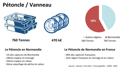 FD Pétoncle Vanneau