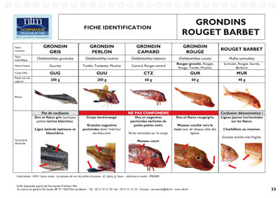 FI-Grondins