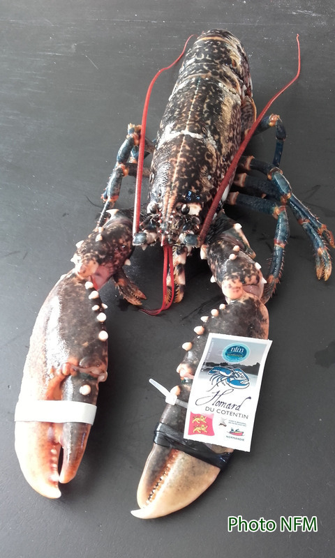 Fiche produit star Homard