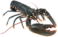 Homard européen Homarus gammarus