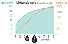 Croissance limande sole
