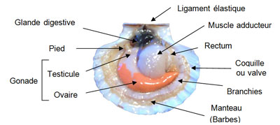Descriptif Lamellibranches