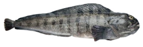 Loup de Mer Anarhichas lupus