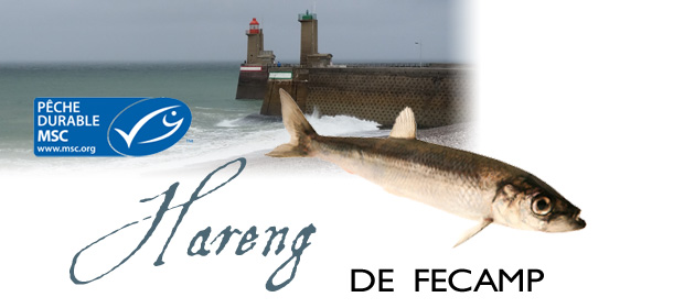 Modele-Hareng-Fecamp