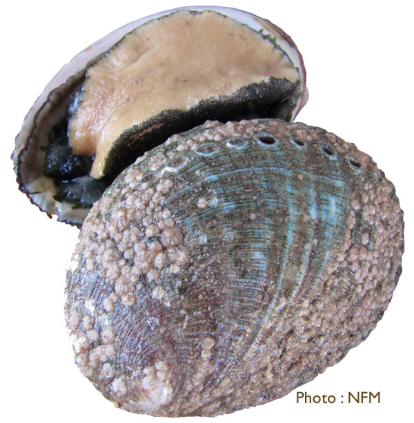 Ormeau haliotis tuberculata