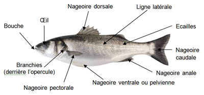 Descriptif Poissons ronds