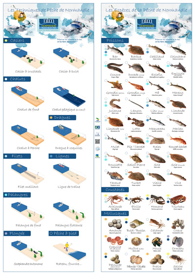 Poster Espèces et Techniques - Pêche Normandie