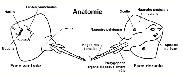 Raies - Anatomie
