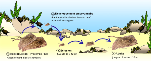 Raies - Cycle biologique