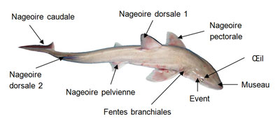 Descriptif Requins