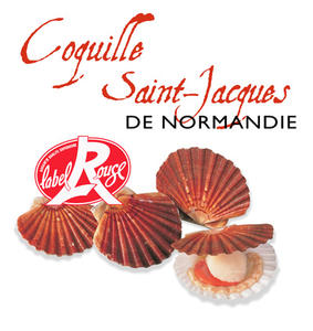 Coquille Saint-Jacques Affiche Expo