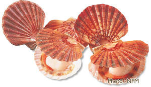 Coquille Saint-Jacques Pecten maximus