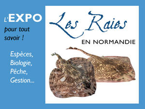 Expo Raies Normandie