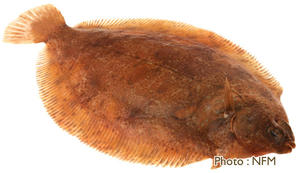 Limande sole Microstomus kitt