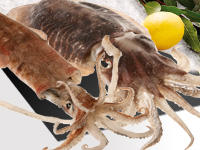 Onglet Espece Cephalopodes