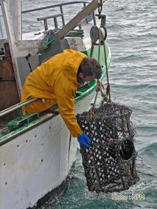 Peche Casier Homard Cotentin 02 sortie filiere 12