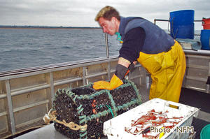 Peche Casier Homard Cotentin 06 appat 07