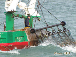 Peche Drague Coquille Normandie 01 bateau 18