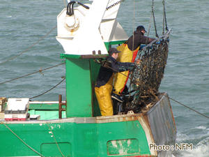 Peche Drague Coquille Normandie 03 affalage 01