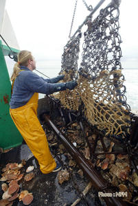 Peche Drague Coquille Normandie 03 affalage 03